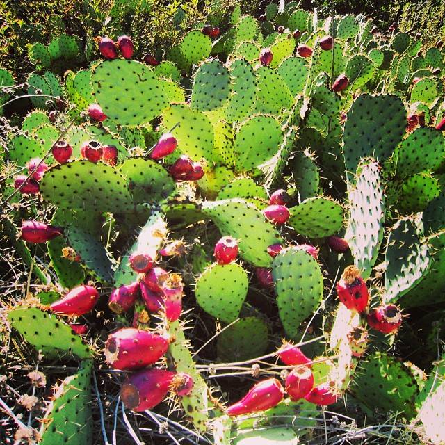 Prickly Pear & Wild White Sage Syrup