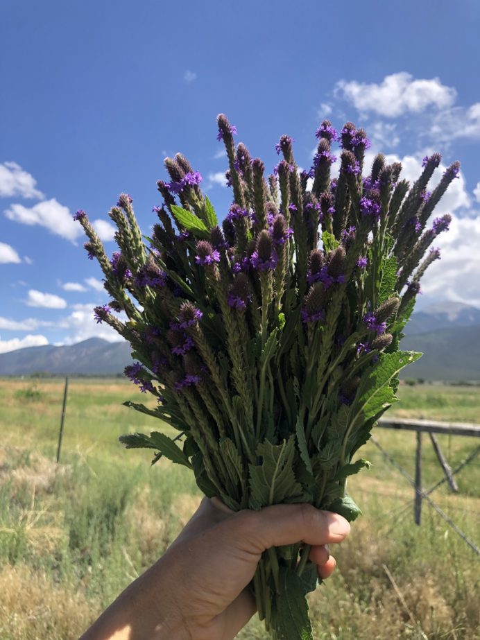 WILD BLUE VERVAIN BUNDLE - SOLD OUT - Image 3